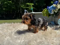 Emma, a female Yorkshire Terrier for sale in Virginia Beach, VA – 4 of 4