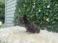 Athena, a female French Bulldog for sale in Virginia Beach, VA – 2 of 4
