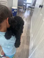 Leno, a male Poodle - Toy  for sale in Virginia Beach, VA – 5 of 6