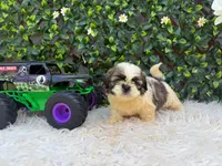 Luca, a male Shih Tzu for sale in Virginia Beach, VA – 5 of 5