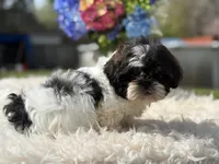 Bruno, a male Shih Tzu for sale in Virginia Beach, VA – Photo 4 of 4