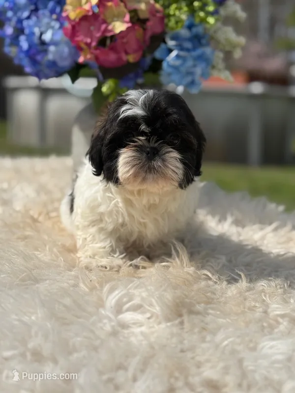 Bruno – Shih Tzu puppy for sale in Virginia Beach, VA
