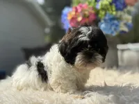 Bruno, a male Shih Tzu for sale in Virginia Beach, VA – Photo 2 of 4