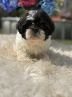 Bruno, a male Shih Tzu for sale in Virginia Beach, VA – Photo 3 of 4