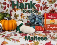Hank 💙, a male Maltese for sale in Barnett, MO – 2 of 4