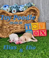 Elias 💙, a male Poodle - Toy  for sale in Barnett, MO – 3 of 4