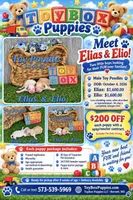 Elias 💙, a male Poodle - Toy  for sale in Barnett, MO – 4 of 4