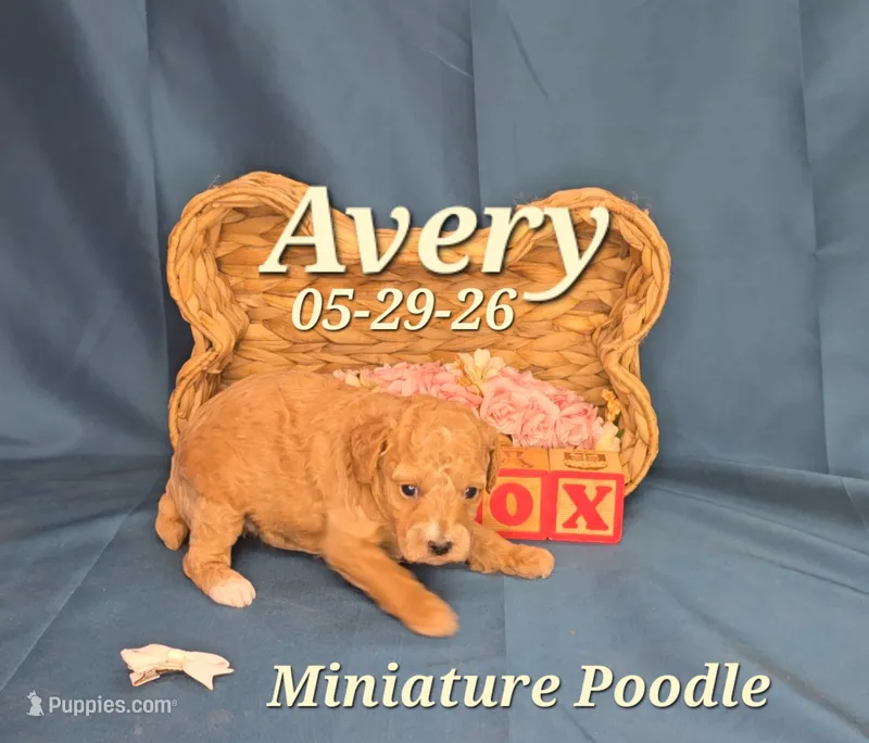 Avery 🩷 – Poodle - Miniature  puppy for sale in Barnett, MO