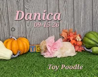 Danica 🩷, a female Poodle - Toy  for sale in Barnett, MO – 4 of 6