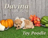 Davina 🩷, a female Poodle - Toy  for sale in Barnett, MO – 5 of 5