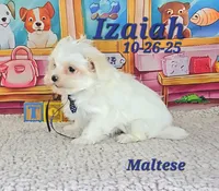 processed/2c0f7daa-3c58-4b05-bcf1-b9562933789e/listing/0c4f2d82-1038-42af-abfd-b5ec1259bb04/5a84ac09-36c7-435a-8b6e-542e7398a88b