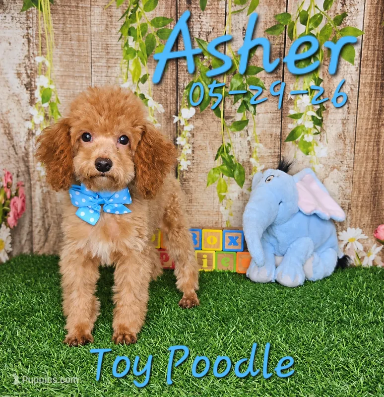 Asher 💙 – Poodle - Toy  puppy for sale in Barnett, MO