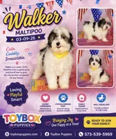 Walker💙, a male Maltipoo for sale in Barnett, MO – 4 of 4