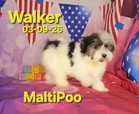 Walker💙, a male Maltipoo for sale in Barnett, MO – 3 of 4
