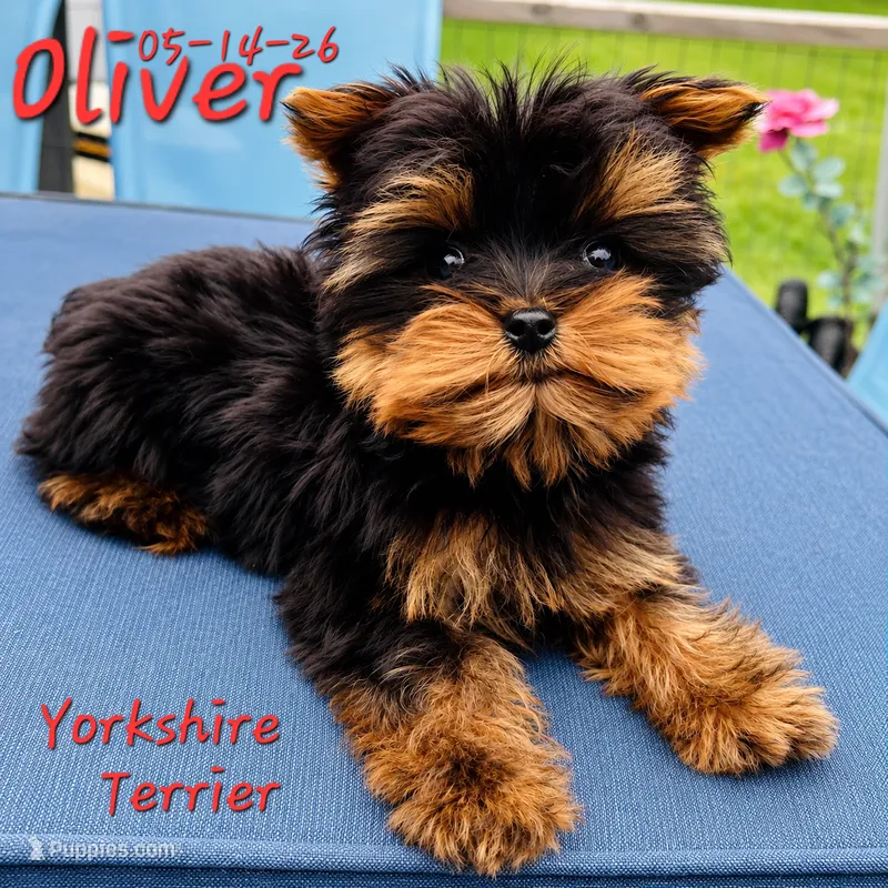 Oliver 💙 TeaCup size – Yorkshire Terrier puppy for sale in Barnett, MO