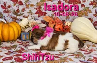 Isadora 🩷, a female Shih Tzu for sale in Barnett, MO – 3 of 7