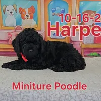 Harper💙, a male Poodle - Miniature  for sale in Barnett, MO – Photo 1 of 5