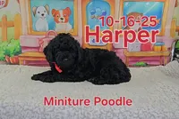 processed/2c0f7daa-3c58-4b05-bcf1-b9562933789e/listing/154a7287-b638-4316-91e0-33a76b772a13/03a4e1f4-a865-4c89-96e5-85590a64dd76