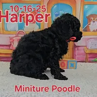 Harper💙, a male Poodle - Miniature  for sale in Barnett, MO – Photo 4 of 5