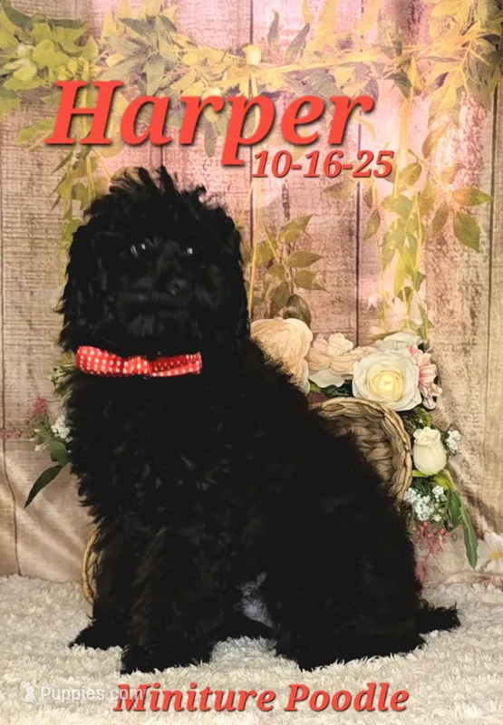 Harper💙 – Poodle - Miniature  puppy for sale in Barnett, MO