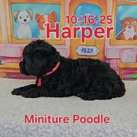 Harper💙, a male Poodle - Miniature  for sale in Barnett, MO – Photo 3 of 5