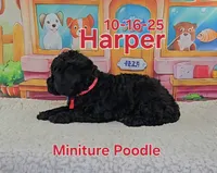 processed/2c0f7daa-3c58-4b05-bcf1-b9562933789e/listing/154a7287-b638-4316-91e0-33a76b772a13/8d03ae6e-0de6-4d80-a13f-728d0176addf