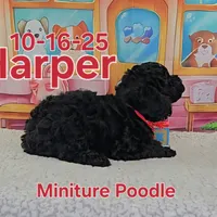 Harper💙, a male Poodle - Miniature  for sale in Barnett, MO – Photo 2 of 5