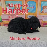Harper💙, a male Poodle - Miniature  for sale in Barnett, MO – Photo 5 of 5