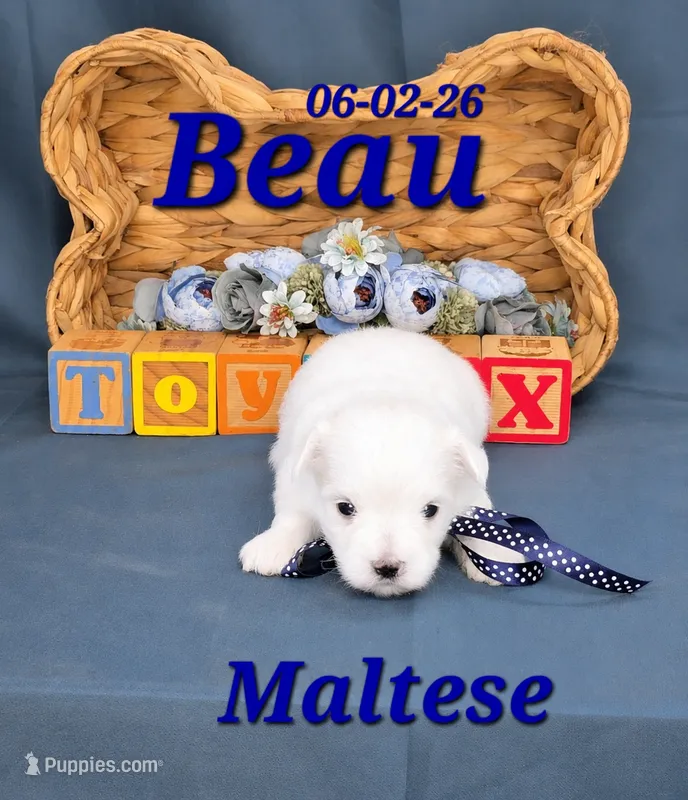Beau 💙 – Maltese puppy for sale in Barnett, MO