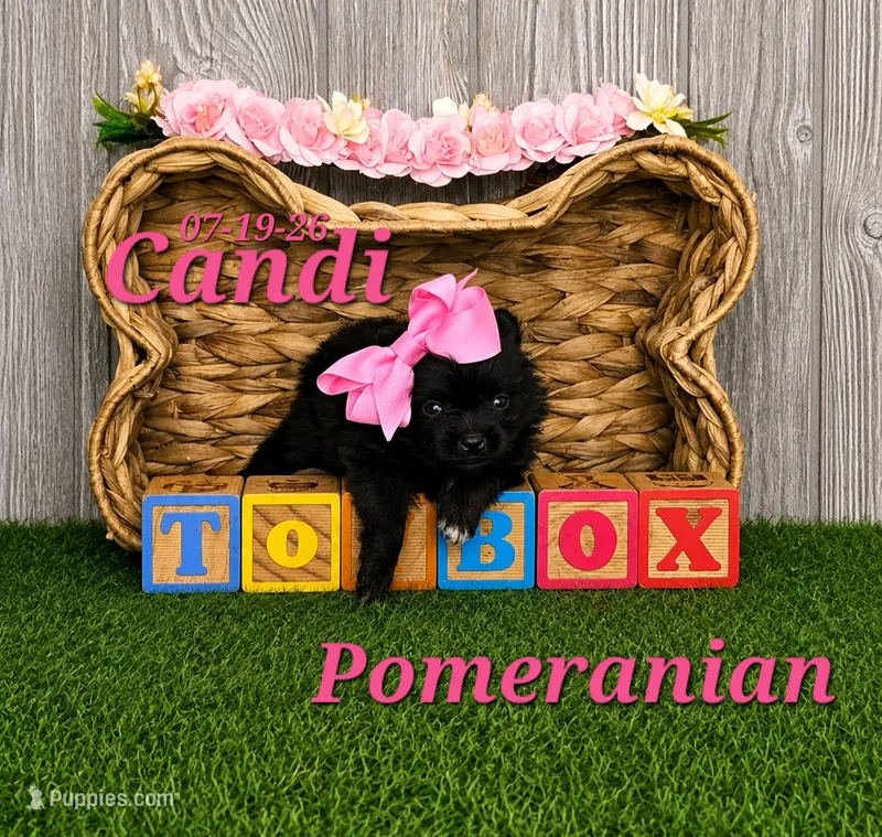 Candi 🩷 – Pomeranian puppy for sale in Barnett, MO