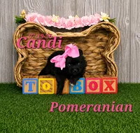 Candi 🩷, a female Pomeranian for sale in Barnett, MO – 1 of 1