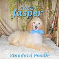 Jasper 💙, a male Poodle - Standard  for sale in Barnett, MO – Photo 7 of 9