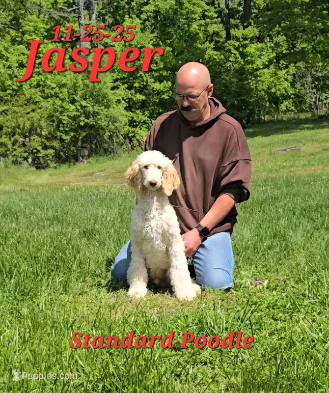 Jasper 💙 – Poodle - Standard  puppy for sale in Barnett, MO