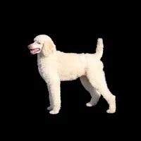 Jasper 💙, a male Poodle - Standard  for sale in Barnett, MO – Photo 8 of 9