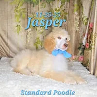Jasper 💙, a male Poodle - Standard  for sale in Barnett, MO – Photo 5 of 9