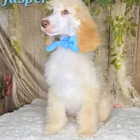 Jasper 💙, a male Poodle - Standard  for sale in Barnett, MO – Photo 4 of 9