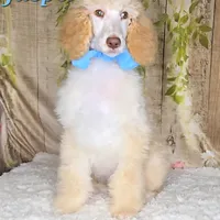 Jasper 💙, a male Poodle - Standard  for sale in Barnett, MO – Photo 2 of 9