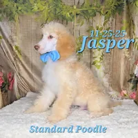 Jasper 💙, a male Poodle - Standard  for sale in Barnett, MO – Photo 6 of 9