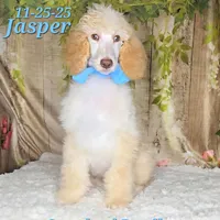 Jasper 💙, a male Poodle - Standard  for sale in Barnett, MO – Photo 1 of 9