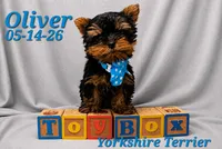 Oliver 💙 TeaCup size, a male Yorkshire Terrier for sale in Barnett, MO – 1 of 2