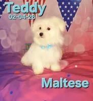 Teddy 💙, a male Maltese for sale in Barnett, MO – 2 of 4