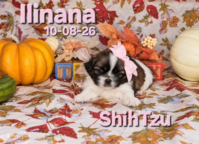 Ilinana 🩷, a female Shih Tzu for sale in Barnett, MO – 1 of 4