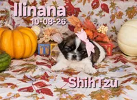 Ilinana 🩷, a female Shih Tzu for sale in Barnett, MO – 1 of 4
