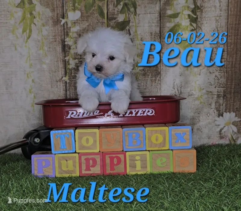 Beau 💙 – Maltese puppy for sale in Barnett, MO