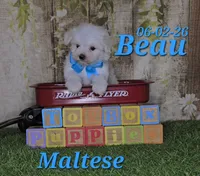 Beau 💙, a male Maltese for sale in Barnett, MO – 1 of 3