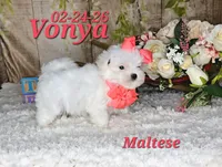 Vonya🩷, a female Maltese for sale in Barnett, MO – 2 of 6