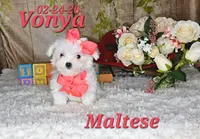 Vonya🩷, a female Maltese for sale in Barnett, MO – 4 of 6