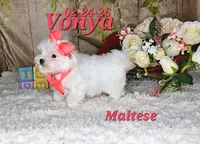 Vonya🩷, a female Maltese for sale in Barnett, MO – 6 of 6