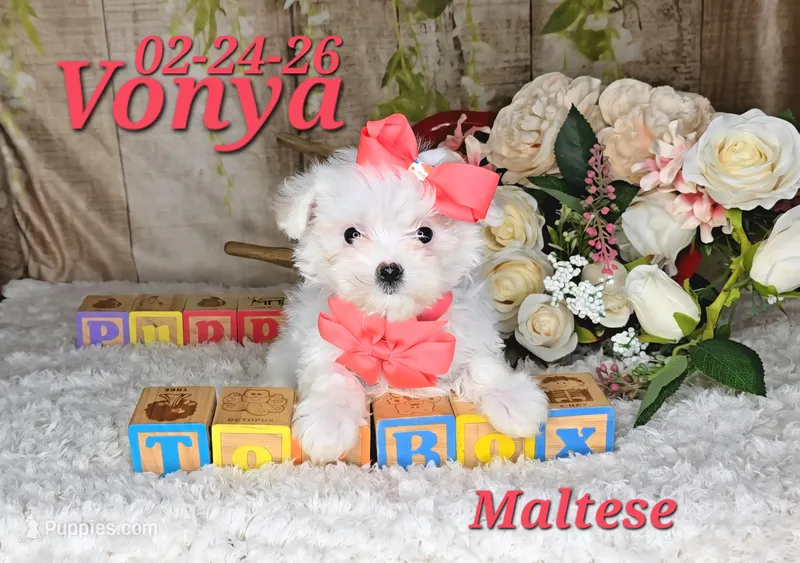 Vonya🩷 – Maltese puppy for sale in Barnett, MO