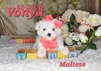 Vonya🩷, a female Maltese for sale in Barnett, MO – 1 of 6